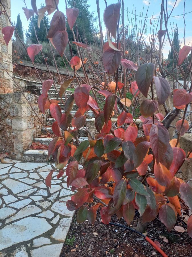 Apartament Konstantina *